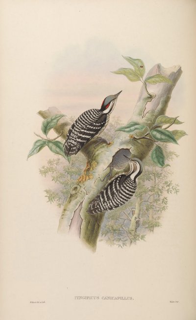 Iyngipicus canicapillus = Dendrocopos canicapillus by John Gould